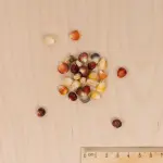 Fleurs - Maïs du Japon Arlequin - MEDIA_3D